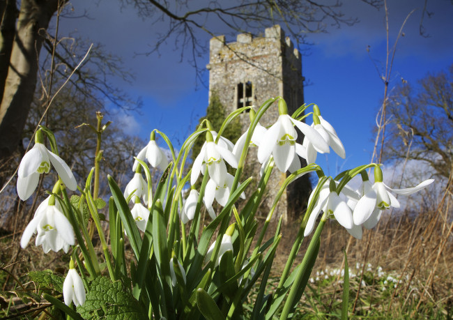 Обои картинки фото цветы, подснежники,  белоцветники,  пролески, весна, солнечно, белые