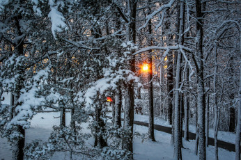 Картинка природа зима лес снег