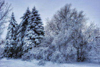 Картинка природа зима лес снег