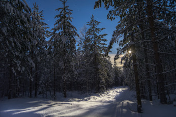 Картинка природа зима лес снег