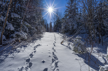 Картинка природа зима лес снег