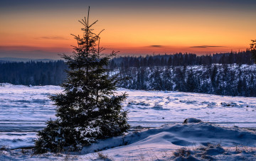 Картинка природа зима лес снег