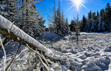 Картинка природа зима лес снег