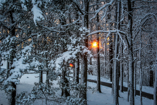 Обои картинки фото природа, зима, лес, снег