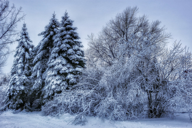 Обои картинки фото природа, зима, лес, снег