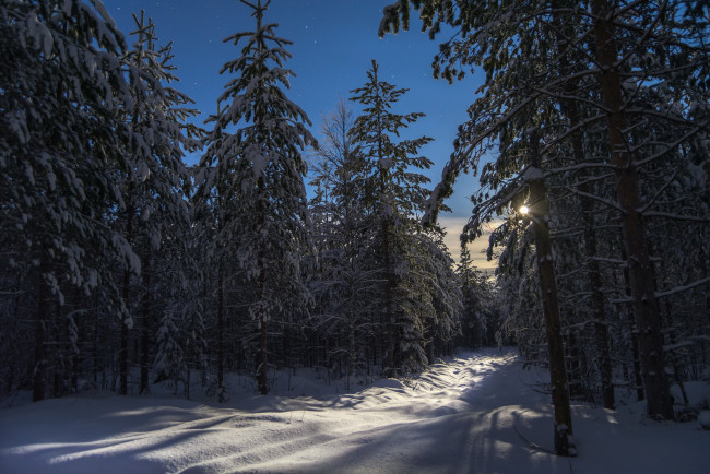 Обои картинки фото природа, зима, лес, снег