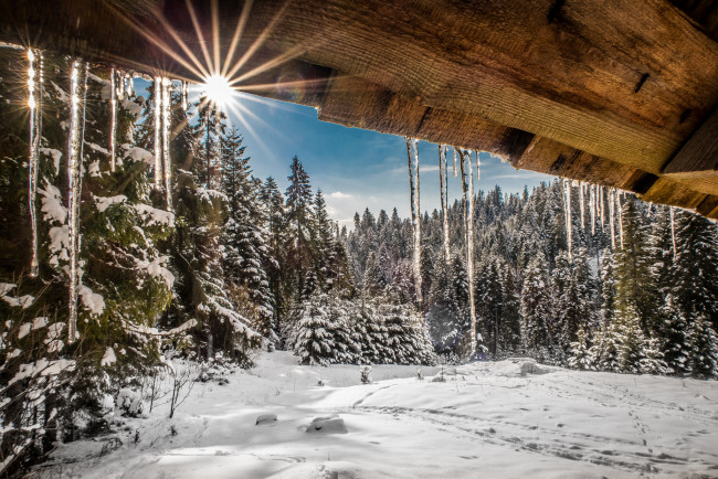 Обои картинки фото природа, зима, лес, снег