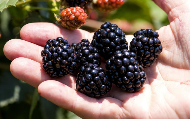 Обои картинки фото еда, ежевика, рука, ягоды, спелые