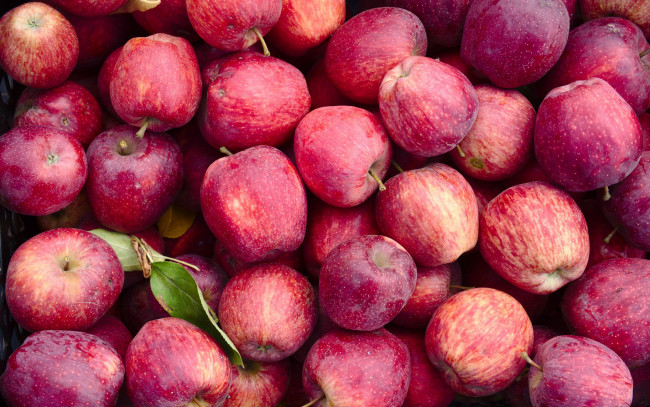 Обои картинки фото еда, яблоки, урожай, много