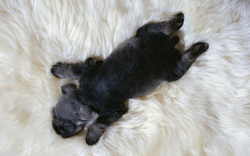 Картинка животные собаки щенок мех