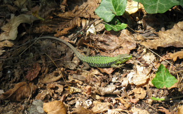 Картинка животные ящерицы +игуаны +вараны ящерица зеленая листья