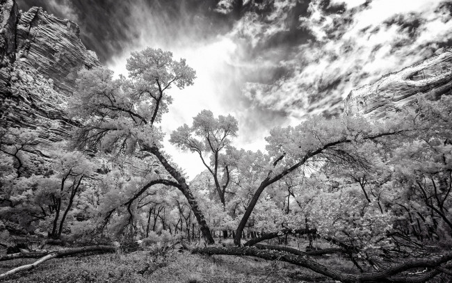 Обои картинки фото разное, компьютерный дизайн, деревья, небо