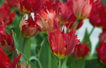 Картинка цветы тюльпаны