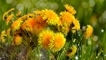 обоя цветы, одуванчики, желтые, букет, ваза