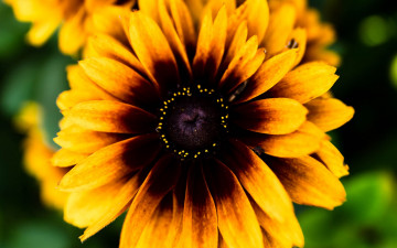 обоя цветы, рудбекия, яркая, макро