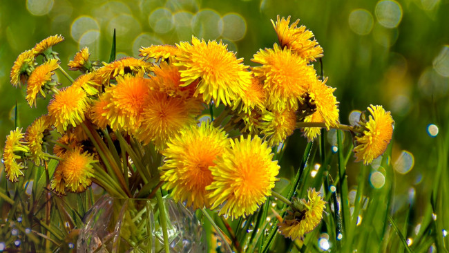 Обои картинки фото цветы, одуванчики, желтые, букет, ваза