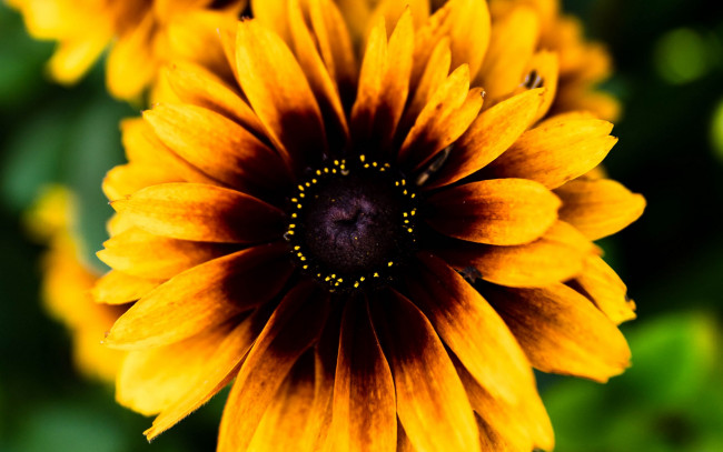 Обои картинки фото цветы, рудбекия, яркая, макро