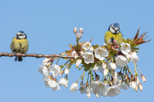 Обои картинки фото животные, синицы,  лазоревки, птицы