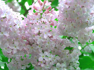 Картинка цветы сирень