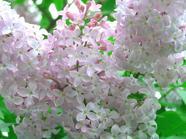 Обои картинки фото цветы, сирень