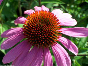 Картинка цветок цветы эхинацея