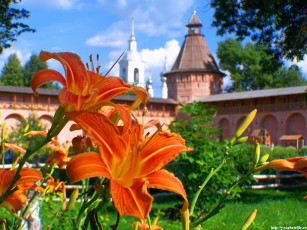 Картинка лилии цветы лилейники