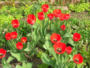 Картинка весенние тюльпаны цветы