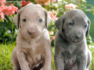 Картинка животные собаки