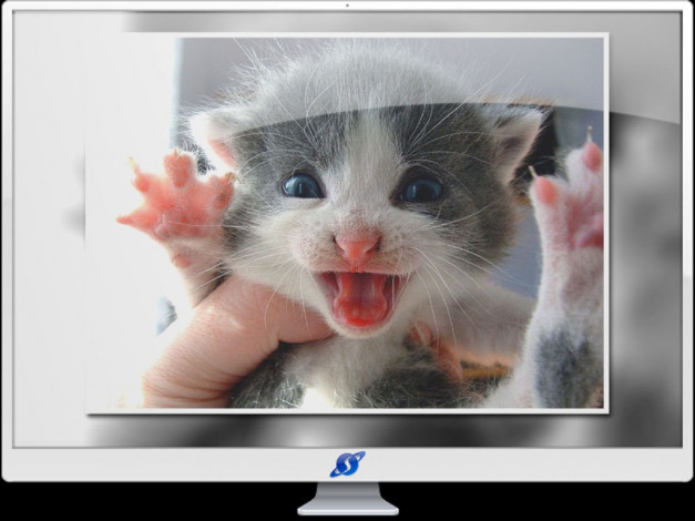 Обои картинки фото животные, коты