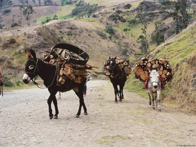 Обои картинки фото животные, ослы