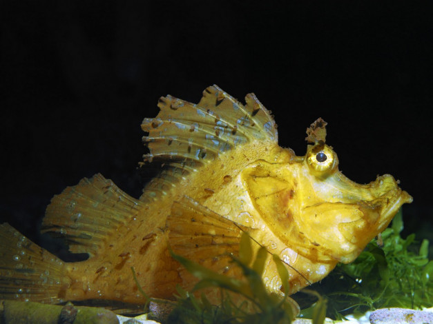 Обои картинки фото животные, рыбы