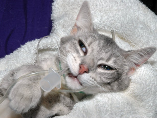 Картинка животные коты