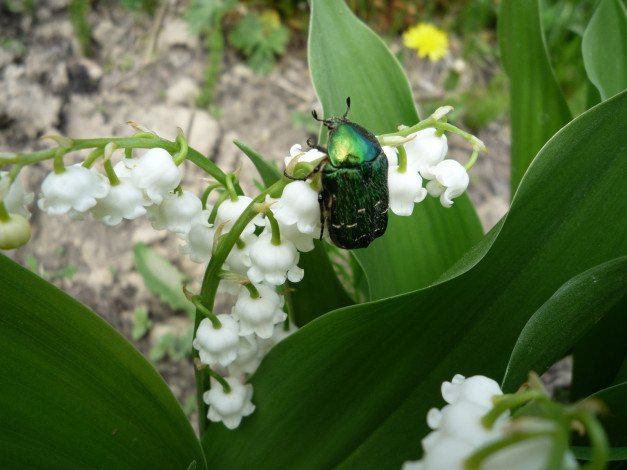 Обои картинки фото цветы, ландыши