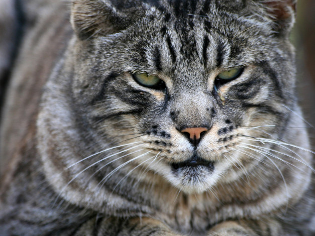 Обои картинки фото животные, коты