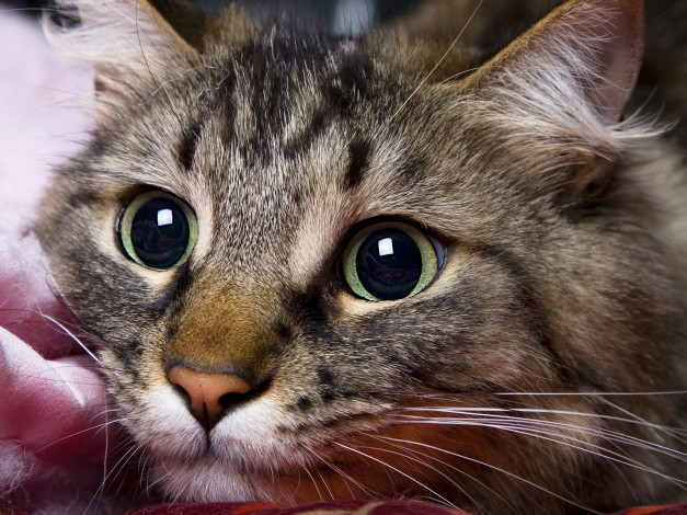 Обои картинки фото животные, коты