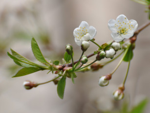 Картинка цветы цветущие деревья кустарники