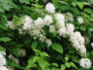 Картинка цветы цветущие деревья кустарники