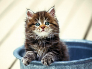 Картинка животные коты