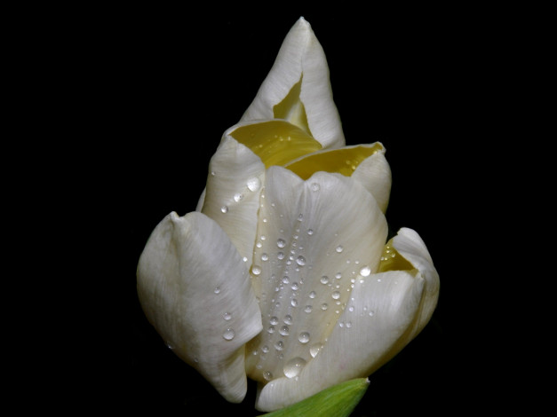 Обои картинки фото цветы, тюльпаны