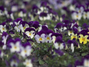 Картинка цветы анютины глазки садовые фиалки