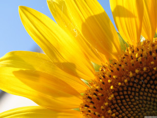 Картинка цветы подсолнухи