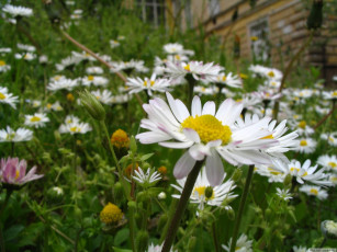 Картинка цветы ромашки