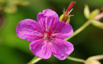 Картинка цветы герань