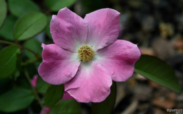 Картинка цветы шиповник