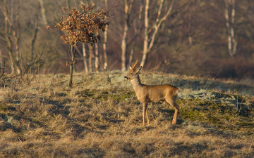 Картинка животные олени