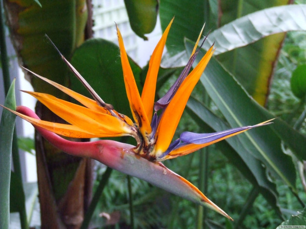 Обои картинки фото цветы, стрелиция, райская, птица