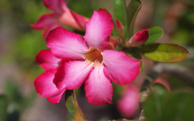 Обои картинки фото цветы, адениум, пустынная, роза