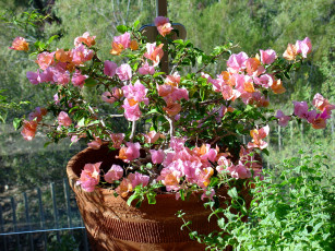 Картинка цветы бугенвиллея бугенвиллия