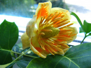 Картинка цветы экзотика