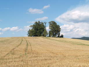 Картинка природа поля поле деревья